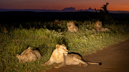 Canvas Print - daybreak with a pride of lions