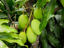 Green Young Mangoes Growing On A Tree Surrounded With Leaves. Mangifera Indica Commonly Known As Mango.