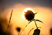 Silhouette Of A Dry Sunflower Against The Sunset Sky And The Sun. Beautiful Later Summer Landscape. Sunflower Shadow In Front Of The Sunset.