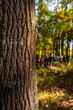 educational trips - a walk in the forest - types of leaves, history of trees