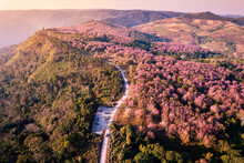 Aerial View Of Wild Himalayan Cherry Forest Blooming On Mountain Hill And Rural Road In The Morning At Phu Lom Lo, Phu Hin Rong Kla National Park