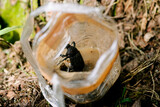 Fototapeta Tęcza - 罠にかかったカブトムシのメス