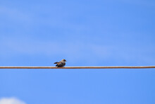 Large Swallow (Progne Chalybea), Perched Alone On A Power Cable Under A Blue Sky.
