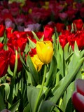 Fototapeta Tulipany - yellow tulip flower on the colorsful of red tulips field