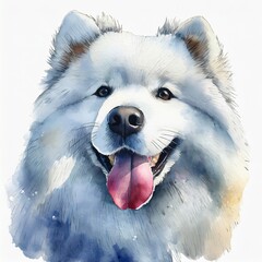 Wall Mural - Watercolor illustration of pure breed Samoyed dog. Colorful painting of domestic animal.