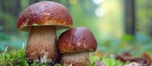 Neoboletus Luridiformis, A Mushroom Found In Nature, Is Also Known As Boletus Luridiformis And Is Edible.