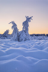 Wall Mural - fir trees in snow at sunrise