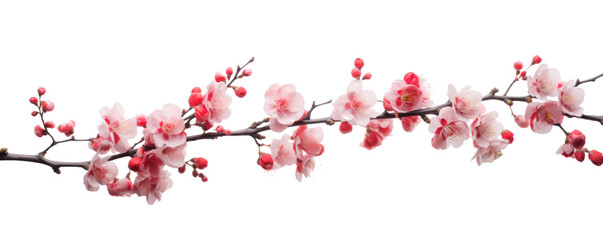 Poster - Spring Elegance  Cherry Blossom Branch Isolated on Transparent Background - High Resolution PNG