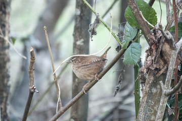 Canvas Print - wren troglodytes troglodytes perched on a branch