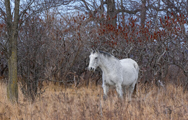 Wall Mural - White horse walking through a meadow on Wolfe Island, Ontario, Canada