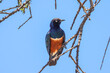 superb starling on a tree in Kenya