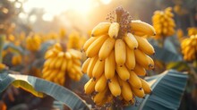A Bunch Of Ripe Bananas Hanging From A Tree In A Field Of Bananas With The Sun Shining In The Background.