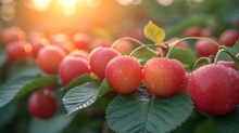 A Close Up Of Cherries On A Tree With Water Droplets On The Leaves And The Sun In The Background.