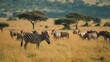a herd of zebras and wildebeests grazing in a field of dry grass with trees in the background.