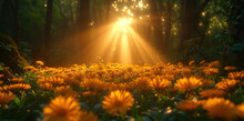 A Field Full Of Yellow Flowers With The Sun Shining Through The Trees In The Middle Of The Picture And The Sun Shining Through The Trees In The Background.