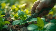 An Experienced Gardener Shapes Green Shrubs With Garden Scissors During Landscape Maintenance Work On A Blurred Background.