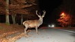 Nighttime road hazards  deer crossing near forest, wildlife and transportation risks
