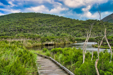 Wall Mural - Boardwalk along a river, bordered by dense forest. Tidal River, Loo-Errns Track, Wilsons Promontory National Park, Victoria, Australia. 
