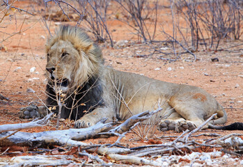 Wall Mural - Handsome Male Lion resting close to the road near Okawao waterhole in Etosha National Park, Namibia