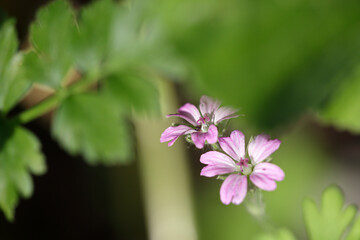 Poster - Wild purple flower