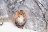 Fototapeta Koty - beautiful cat in winter garden, fluffy Siberian cat walking in rural yard on background of white snow, pets on nature