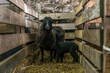młoda czarna owieczka stojąca przy matce w zagrodzie