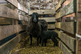 Fototapeta Tęcza - młoda czarna owieczka stojąca przy matce w zagrodzie
