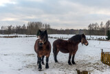 Fototapeta Tęcza - stare konie pociągowe na pastwisku zimą