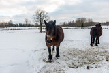 Fototapeta Tęcza - Dwa stare brudne konie pracujące na wsi w zimowej scenerii na polu