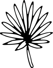Wall Mural - hand drawn palm leaf isolated on background. black white icon. vector doodle illustration. floral pl
