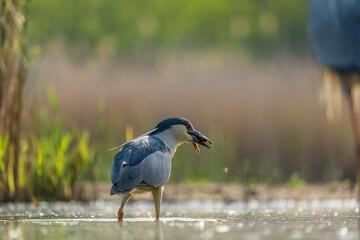 Wall Mural - Black crowned night heron (Nycticorax nycticorax)