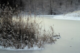 Fototapeta Na ścianę - Winter at the pond