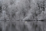 Fototapeta Na ścianę - Winter at the pond