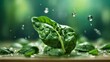 Fresh Spinach with drops of water light green blurred background