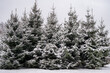 Snow-covered fir trees in the forest or park in winter