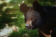 The Asian black bear (Ursus thibetanu )