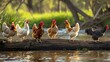 A group of chickens sitting on a log in the water