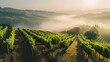 Rows of vines in vineyard, foggy sunrise