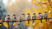 Funny Many Little Birds Sparrows Sitting On A Branch In A Bright Autumn Park Under The Cold Rain
