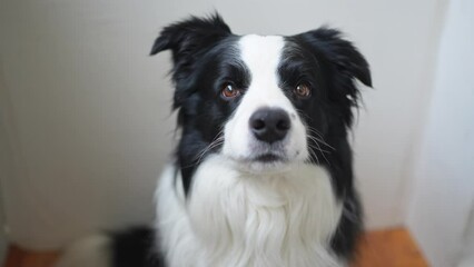 Wall Mural - Funny emotional dog. Portrait of cute smiling puppy dog border collie at home indoor. Cute dog with funny face. Pet animal life concept. Love for pets friendship companion