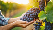 farmer hands delicately plucking ripe grapes in the golden glow of sunrise, epitomizing the bountiful harvest and labor of farming