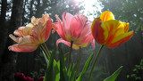 Fototapeta Tulipany - Three vibrant tulips, showcasing yellow and orange colors, bask in soft sunlight with a misty forest background.