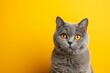 British Shorthair Cat Posing On Vibrant Yellow Background, Great For Text