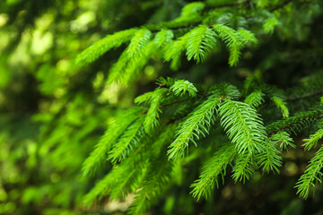 Wall Mural - Fir tree branches in forest, closeup