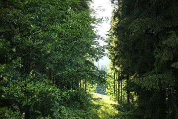 Wall Mural - Green trees in forest on summer day