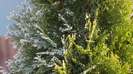 Wall Mural - Frost that disappears under the sun's rays on thuja branches