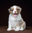 Cute funny American miniature Shepherd puppy with its tongue hanging out
