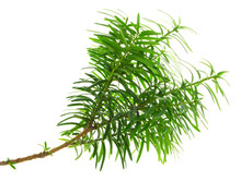 Yew. Bright Young Branches Of A Green Bush Close-up. Yew Branches With Fresh Green Leaves. English Yew, European Yew. Png