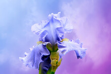 - Light Blue Iris On A Pink Background