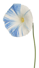 Wall Mural - ipomoea flower isolated